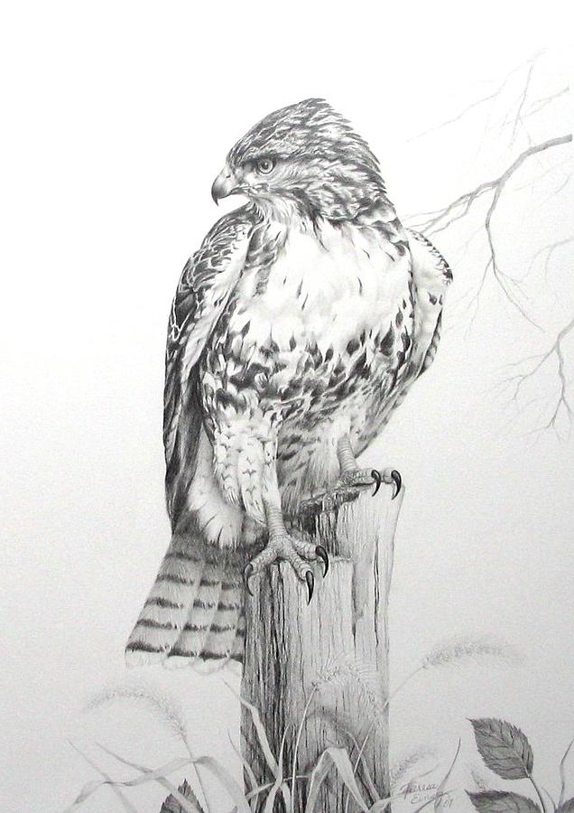 636x900 Red Tail Hawk Painting - Hawk Pencil Drawing