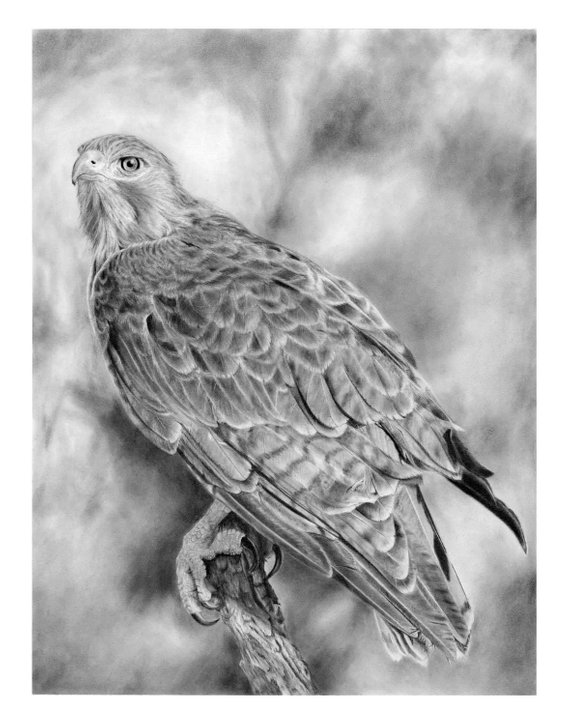 570x725 Red Tail Hawk Signed Art Print Of Pencil Drawing Etsy - Hawk Pencil Drawing