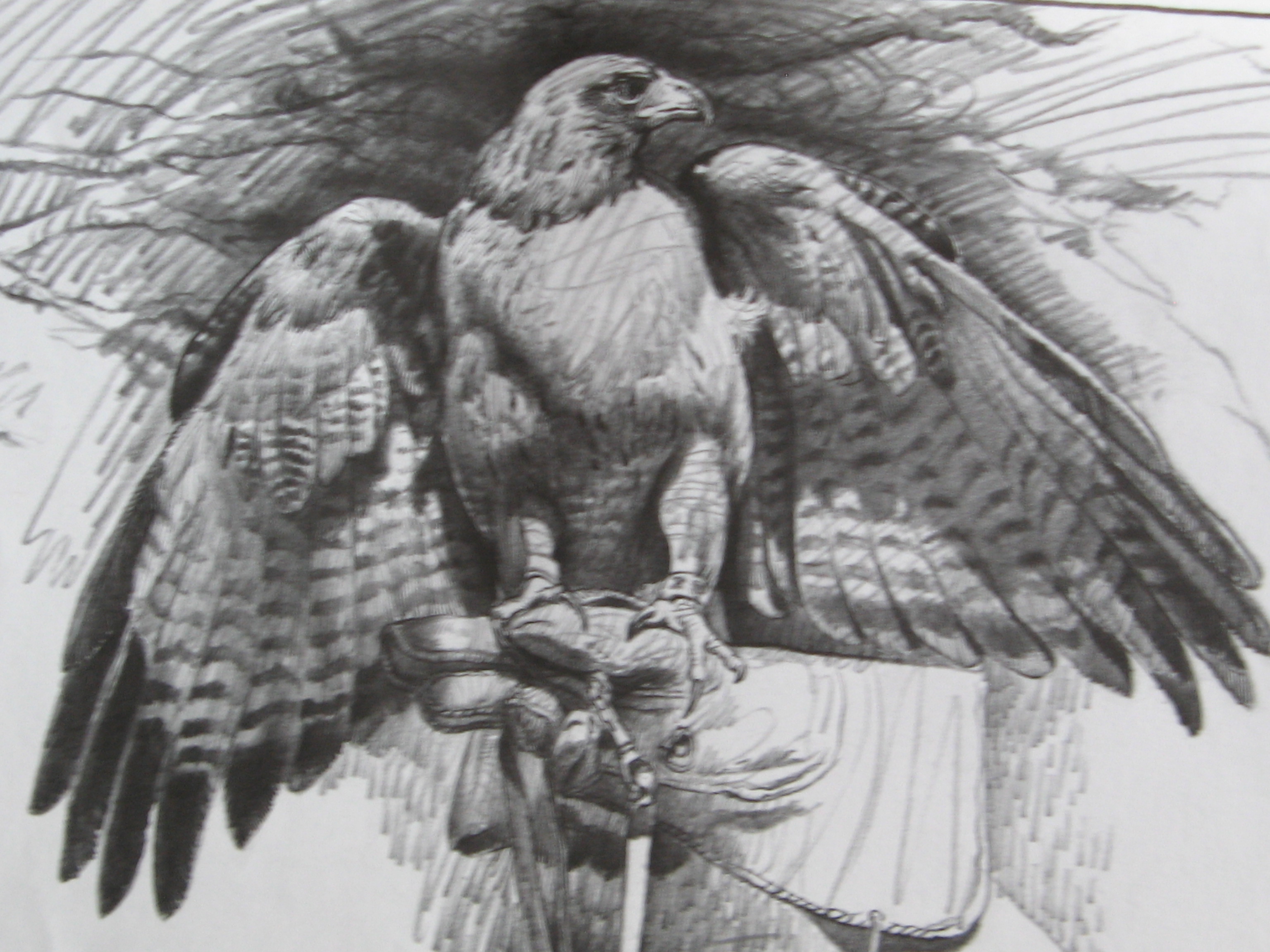 3072x2304 red tailed hawk rebecca milne foundmyself - Hawk Pencil Drawing