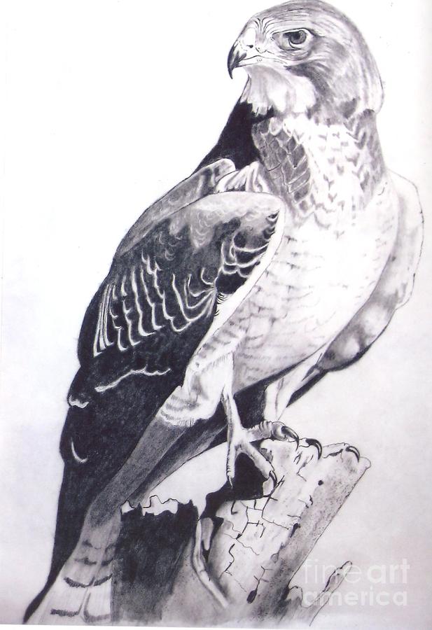 617x900 regal hawk painting - Hawk Pencil Drawing