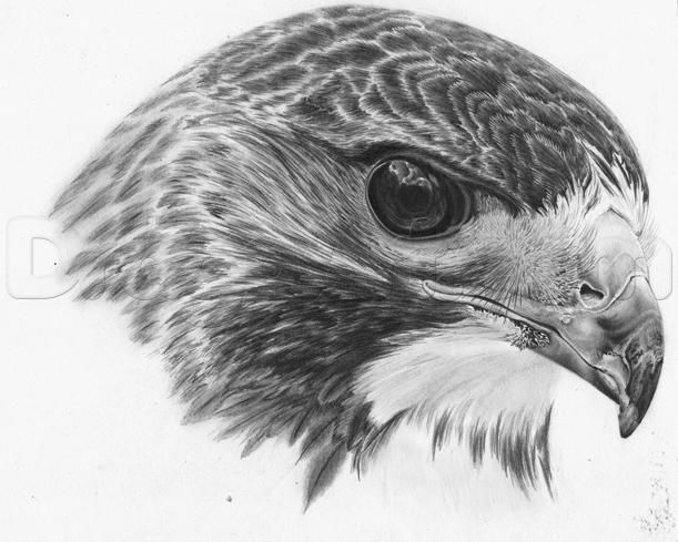 611x489 How To Draw A Realistic Hawk Step Pencil Drawing - Hawk Pencil Drawing
