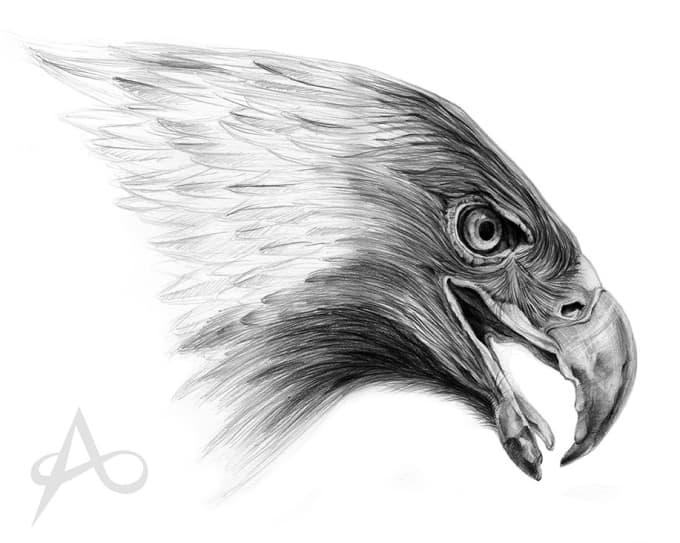 680x543 Do Detailed Pencil Drawing Of Any Animal Or Bird - Hawk Pencil Drawing