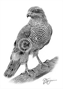 212x300 Goshawk Pencil Drawing Art Print Signed Artwork - Hawk Pencil Drawing