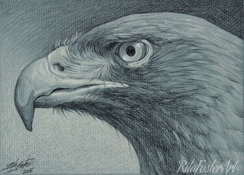 794x568 Hawk Original Charcoal Pencil Drawing - Hawk Pencil Drawing