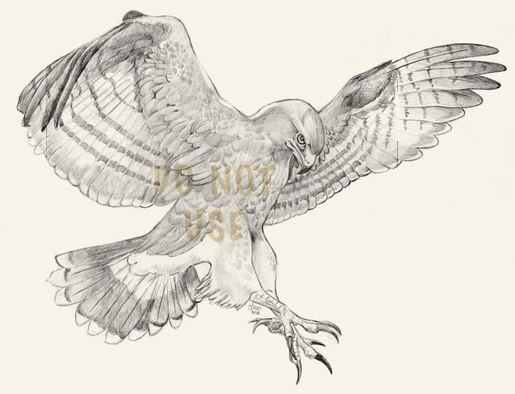 Hawk Wings Drawing at Explore collection of Hawk