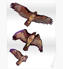 210x230 Hawk Wings Drawing Posters Redbubble - Hawk Wings Drawing