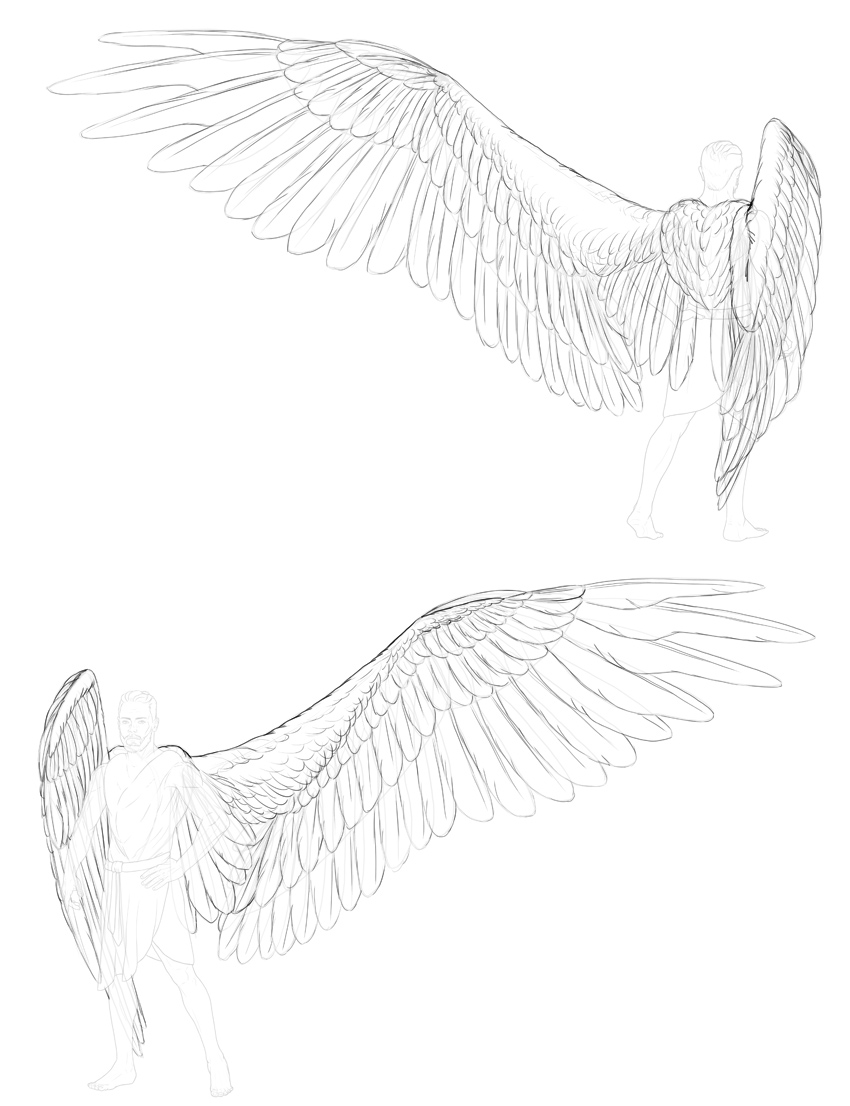 Hawk Wings Drawing at Explore collection of Hawk