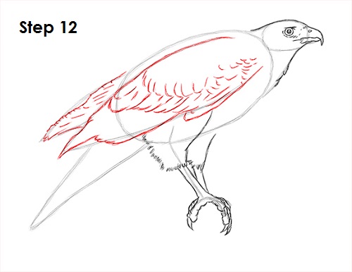 500x386 How To Draw A Hawk - Hawk Wings Drawing