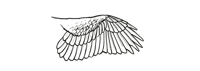 700x248 how to draw and animate wings birds, bats, and more - Hawk Wings Drawing