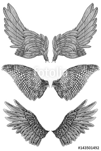334x500 Pair Of Spread Out Eagle, Falcon, Hawk Bird Wings Of Different - Hawk Wings Drawing