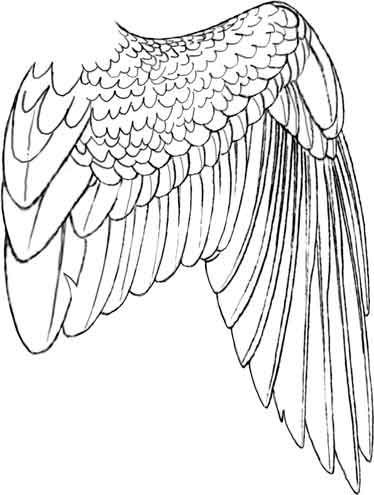 374x495 Related Image Printables Wings Drawing, Drawings, Bird Drawings - Hawk Wings Drawing