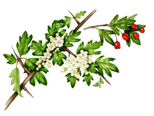 Hawthorn Flower Drawing at PaintingValley.com | Explore collection of ...