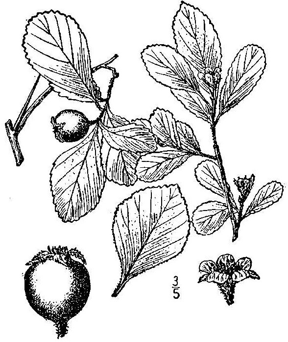 588x697 Hawthorn Berries Nature's Restaurant A Complete Wild Food Guide - Hawthorn Flower Drawing