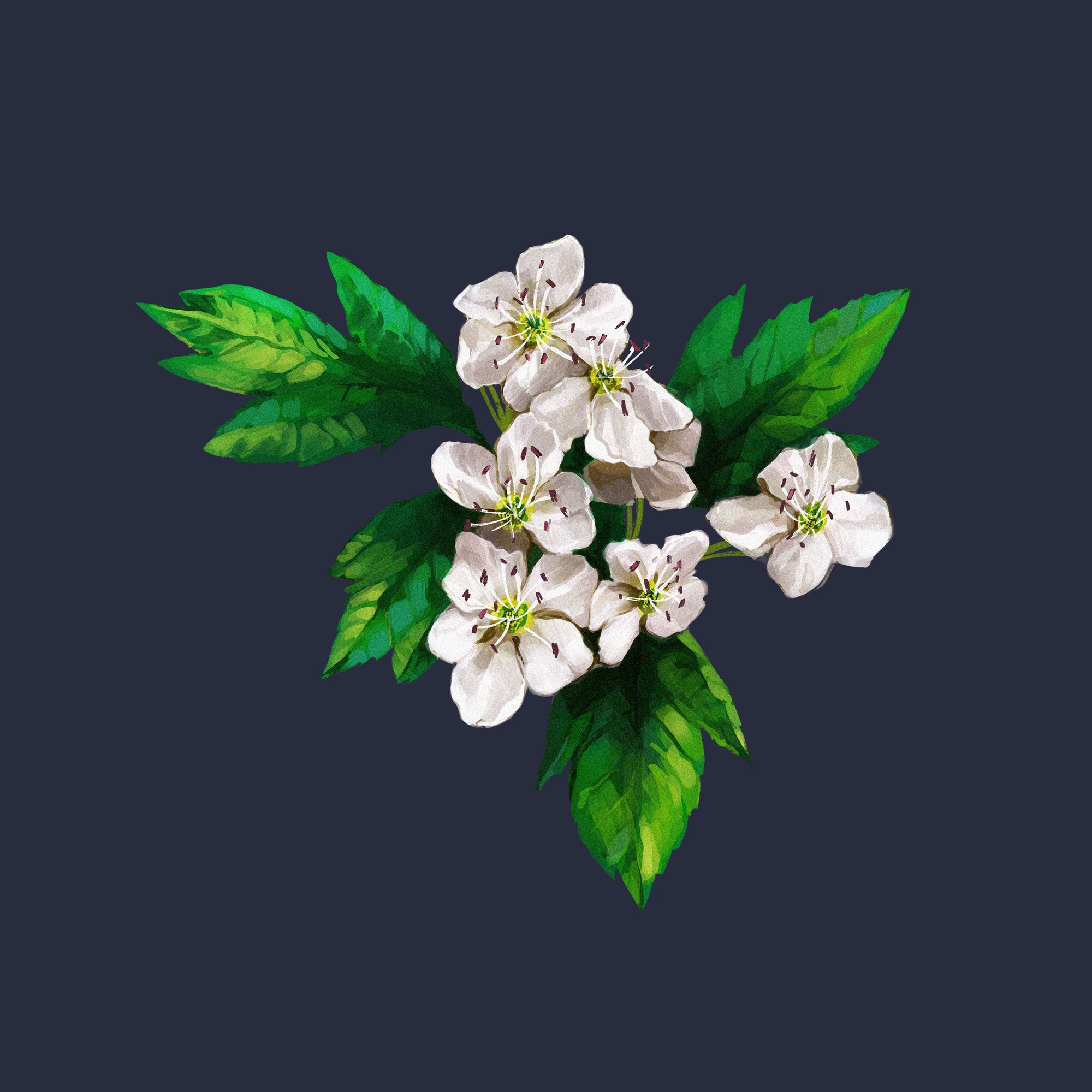 Hawthorn Flower Drawing at Explore collection of
