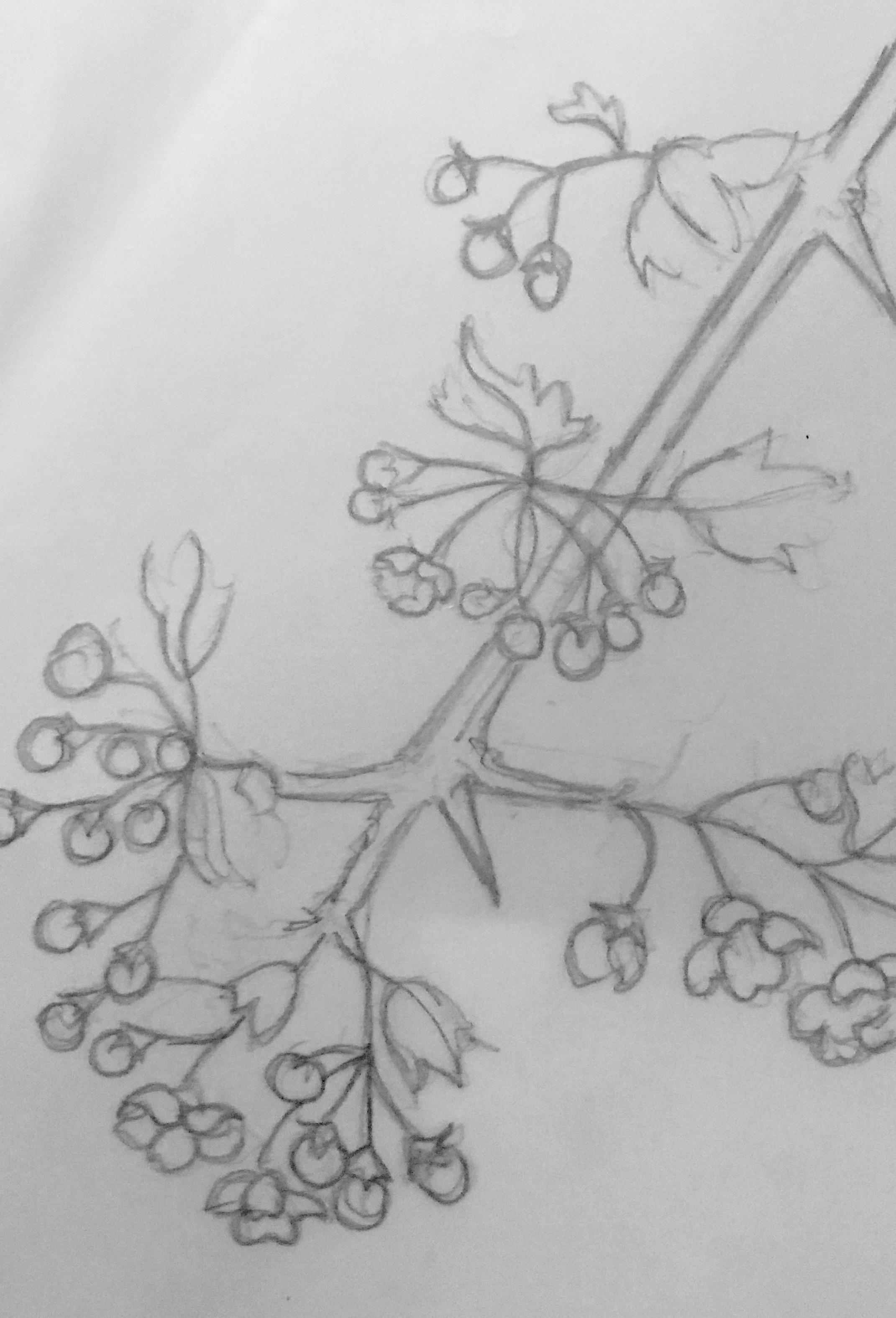 2142x3150 hawthorn elderberry margaret fitzpatrick welcome to the blog - Hawthorn Flower Drawing