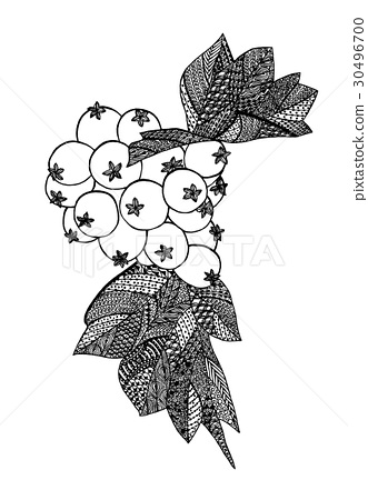 331x450 Hawthorn Berries Drawing - Hawthorn Flower Drawing