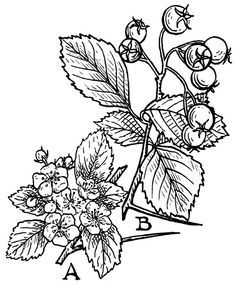 236x285 Hawthorn Flower Drawing - Hawthorn Flower Drawing