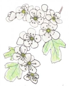242x300 herbal roots zine november heartfelt hawthorn - Hawthorn Flower Drawing