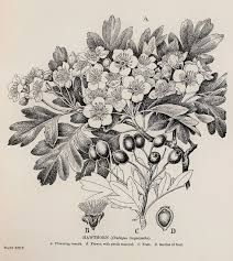 212x237 Image Result For Botanical Hawthorn Drawing Tattoos Vintage - Hawthorn Flower Drawing