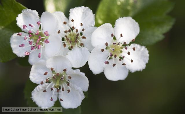 640x395 Making A Stumpwork Hawthorn Blossom Part - Hawthorn Flower Drawing