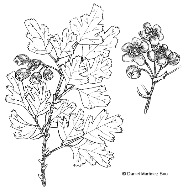 600x606 white hawthorn properties - Hawthorn Flower Drawing
