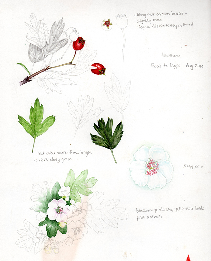 698x863 Botanical Illustration Live Hawthorn - Hawthorn Flower Drawing