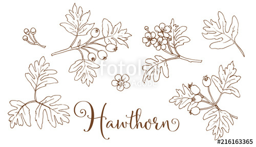 500x288 Collection Of Hand Drawing Hawthorn Stock Image And Royalty Free - Hawthorn Flower Drawing