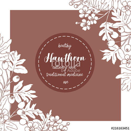 500x500 Composition With Hand Drawing Hawthorn Flowers And Fruit Stock - Hawthorn Flower Drawing