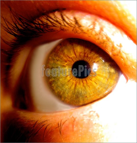 482x500 Picture Of Hazel Eye Macro - Hazel Eye Drawing
