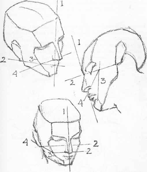 509x596 Head Anatomy Drawing - Head Anatomy Drawing