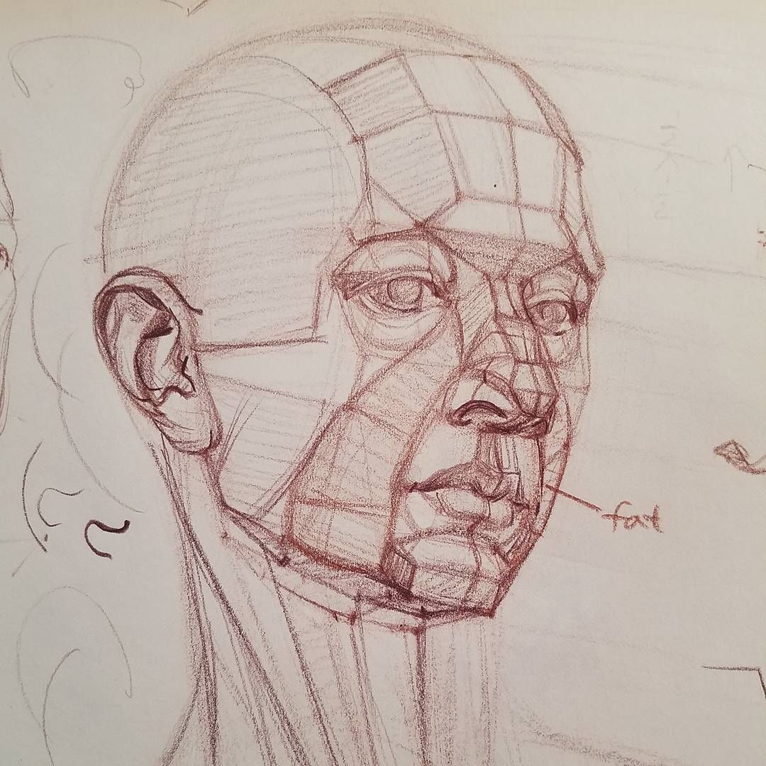 1080x1080 Head Structure Demo In A Student's Pad Human Anatomy - Head Anatomy Drawing