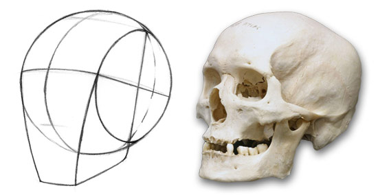 550x284 How To Draw The Head From Any Angle Stan Prokopenko's Blog - Head Anatomy Drawing