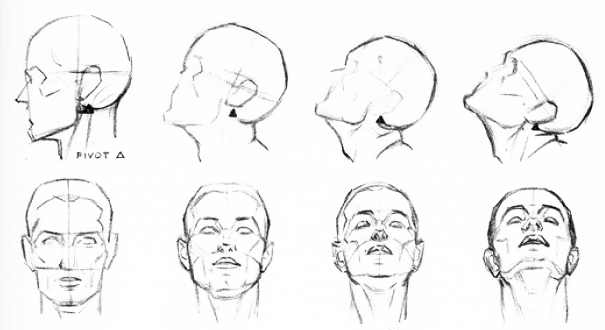 605x330 Human Anatomy The Head Ii - Head Anatomy Drawing