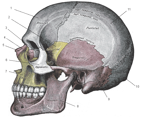 559x470 Skull Anatomy For Artists Drawn In Black - Head Anatomy Drawing