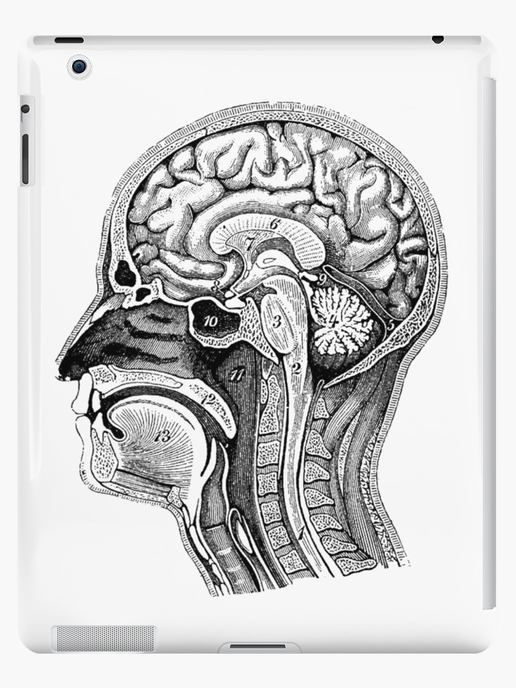 750x1000 Anatomical Brain Drawing Ipad Cases Skins - Head Anatomy Drawing