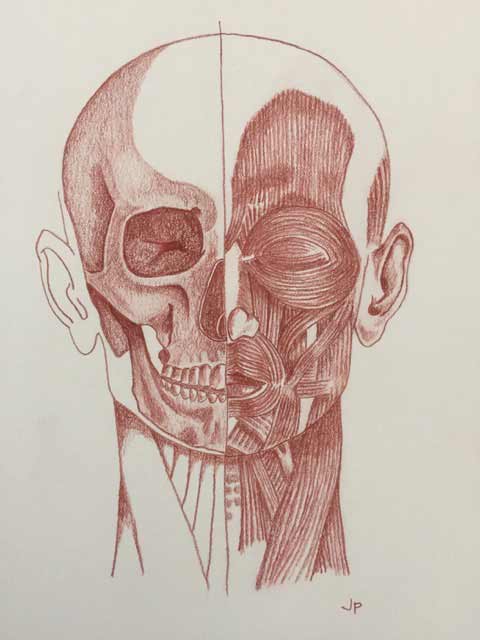 480x640 Anatomy Drawing Skills In Doctor's Practice - Head Anatomy Drawing