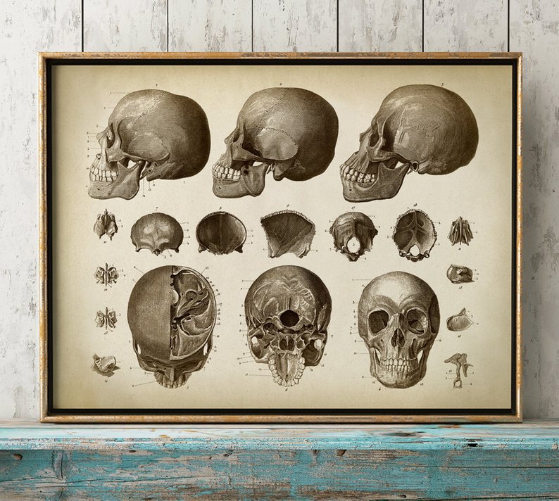 794x712 anatomy print skull print head print cranium anatomical etsy - Head Anatomy Drawing