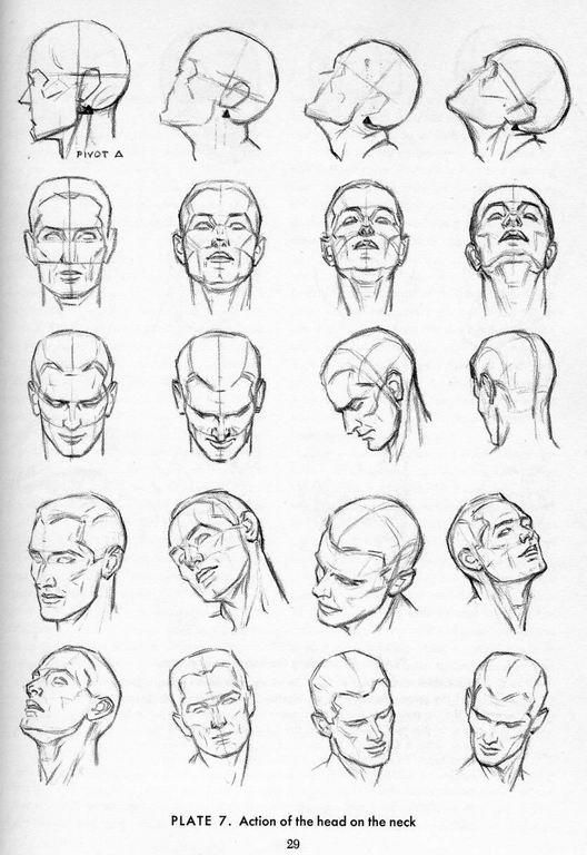 528x768 Andrew Loomis Reference Anatomy Drawings, Drawing The Human - Head Anatomy Drawing