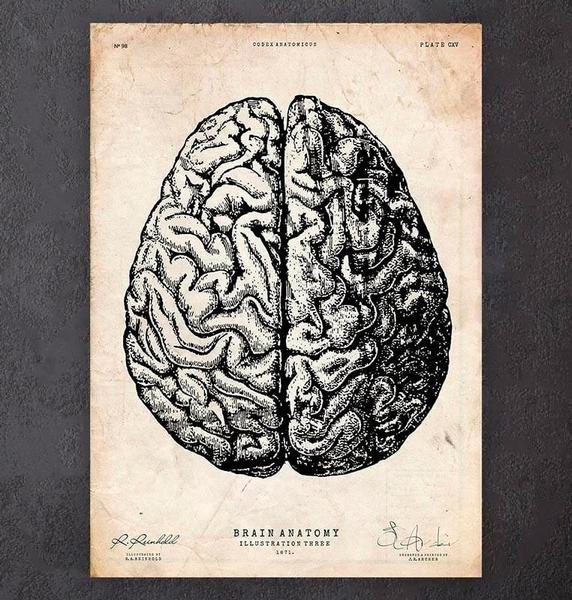 572x600 Brain Anatomy - Head Anatomy Drawing