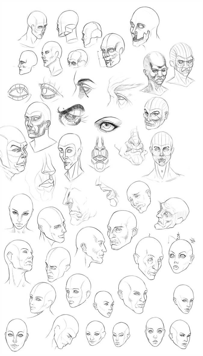675x1184 Head Construction Study - Head Construction Drawing