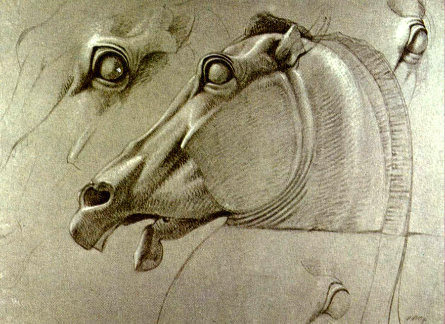 900x655 Horse Head Sketch Drawing - Head Horse Drawing