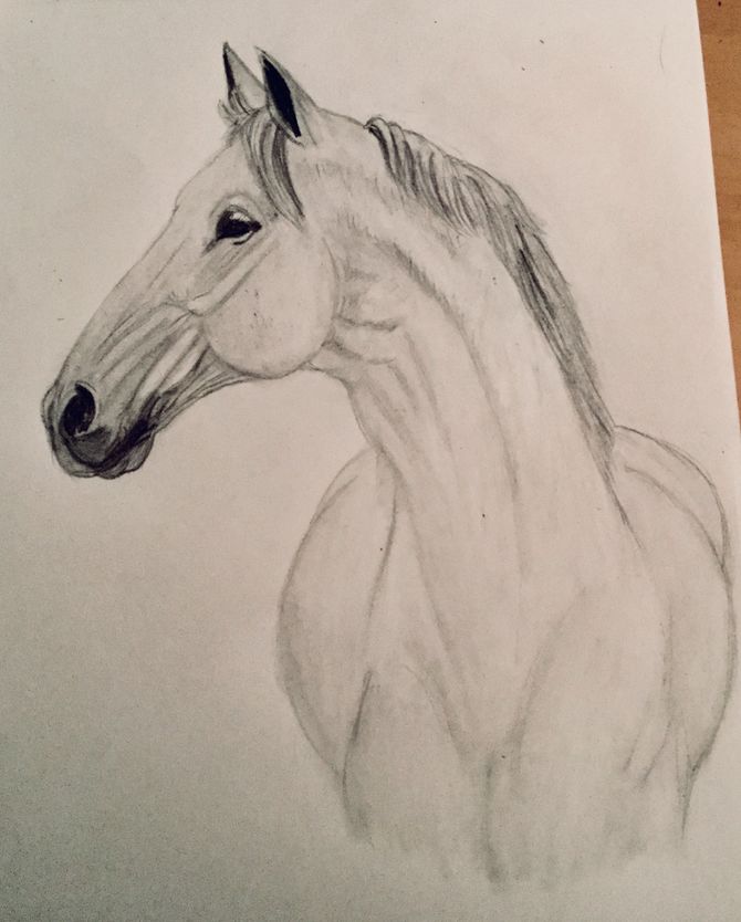 670x834 How To Draw A Horse Head Steps - Head Horse Drawing