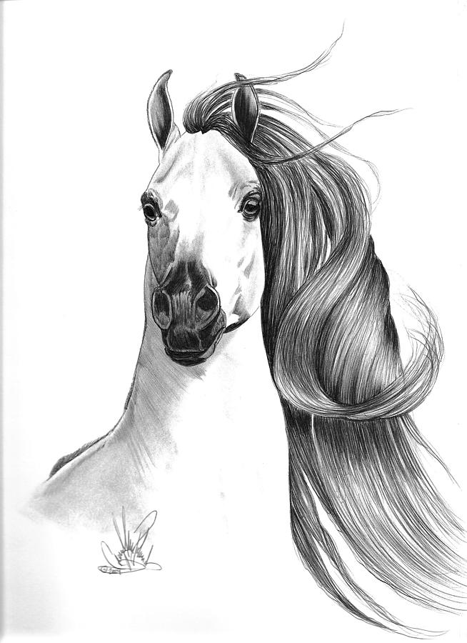 654x900 Arabian Horse Drawing - Head Horse Drawing