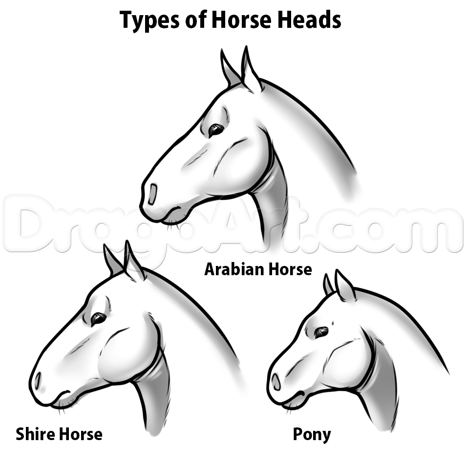 954x953 Draw Horse Heads And Faces, Step - Head Horse Drawing