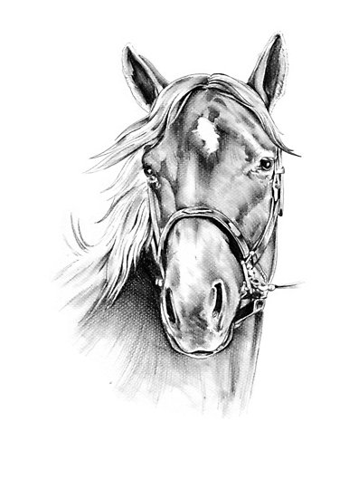 386x550 Freehand Horse Head Pencil Drawing Posters - Head Horse Drawing