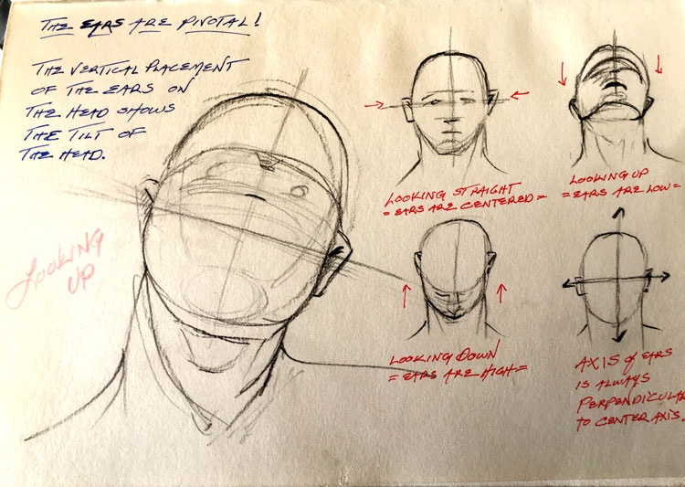 750x533 Drawing Tip The Ears Are Pivotal - Head Positions Drawing
