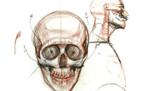 222x131 head drawing part proportions and structure new masters - Head Structure Drawing