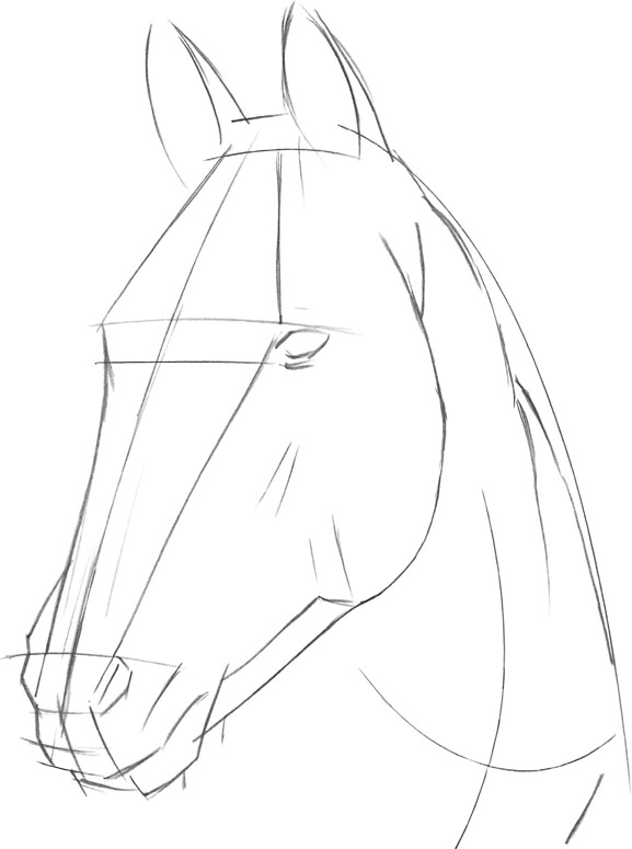 577x775 Horse - Head Structure Drawing