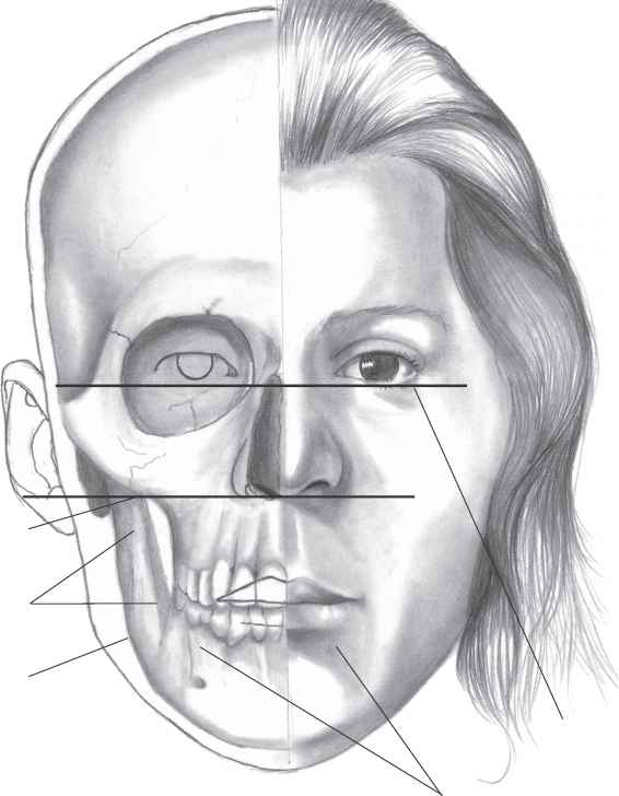 566x728 drawing cheekbones face bone structure for free download - Head Structure Drawing