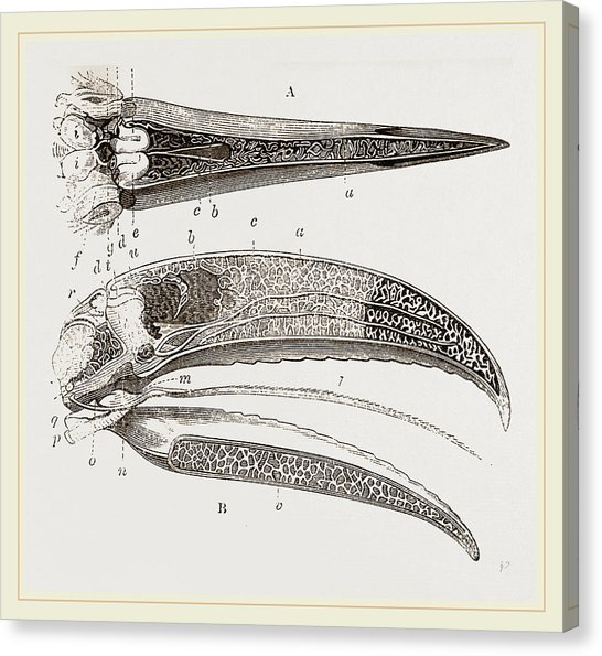 546x595 internal structure of beak and head toucan drawing - Head Structure Drawing